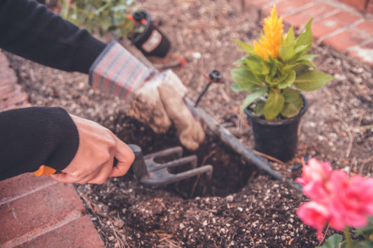 Maintaining Your Garden in Summer